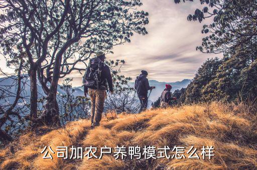 壹橋苗業(yè)公司怎么樣,公司加農(nóng)戶(hù)養(yǎng)豬怎么樣