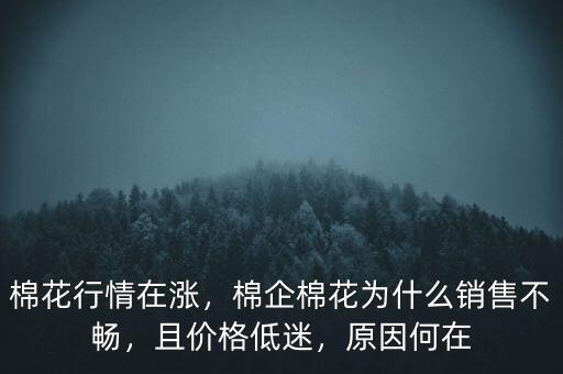 棉花行情在漲，棉企棉花為什么銷售不暢，且價格低迷，原因何在