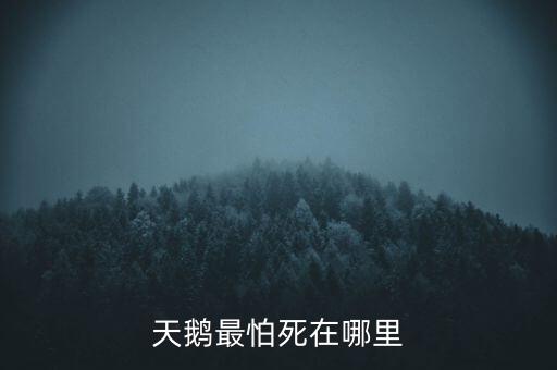 天鵝怕什么，天鵝最怕死在哪里