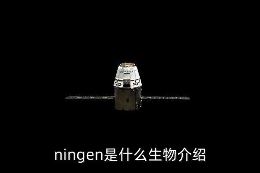 ningen是什么生物介紹