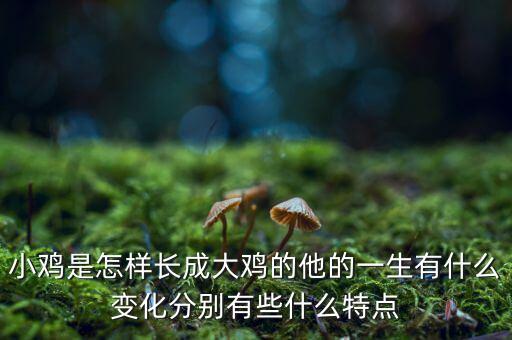 小雞是怎樣長(zhǎng)成大雞的他的一生有什么變化分別有些什么特點(diǎn)