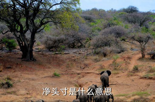 凈頭寸是什么意思