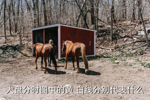 大盤分時(shí)圖中的黃 白線分別代表什么