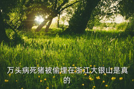  萬(wàn)頭病死豬被偷埋在浙江大銀山是真的