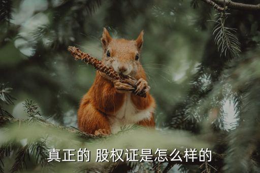 真正的 股權證是怎么樣的